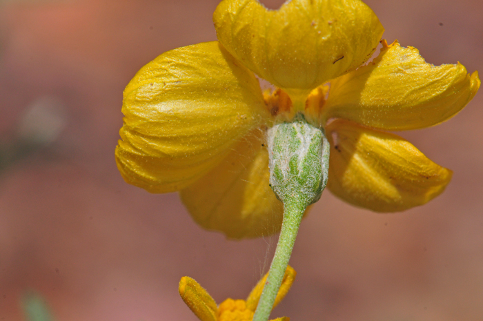 Whitestem Paperflower the bracts surrounding the showy yellow flowers are mostly linear with a felt-like pubescence. Note in the photo that the ray petals are cupped and look like small saucer-cups. Psilostrophe cooperi